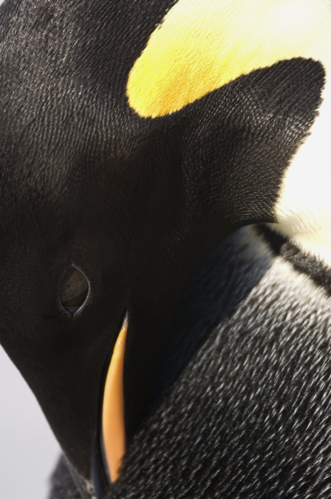 Close up of an adult Emperor Penguin (Aptenodytes forsteri) Snow Hill Island Antarctica Canvas Art - Daisy Gilardini Design Pics (24 x 38)