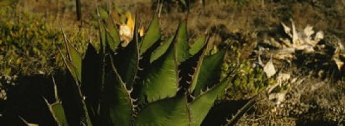 Close-up of an aloe vera plant Baja California Mexico Canvas Art - Panoramic Images (18 x 7)