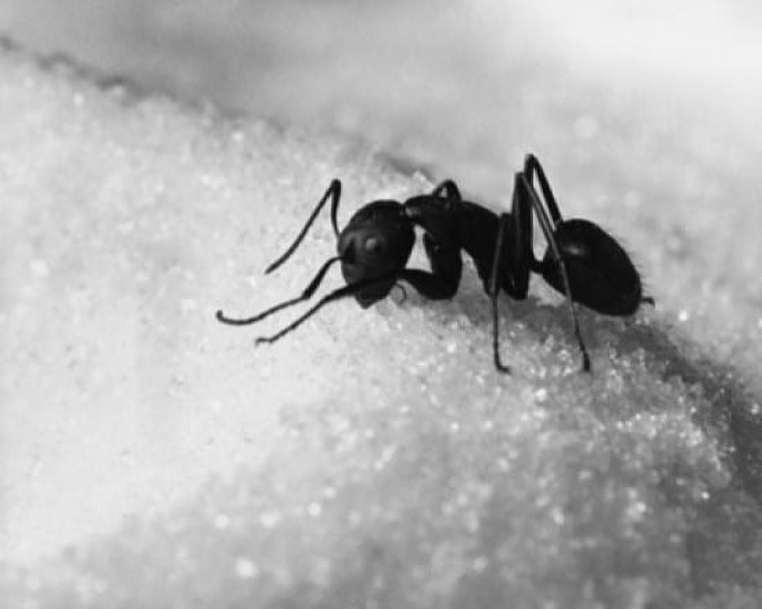 Close-up of an ant on sugar Canvas Art -  (24 x 36)