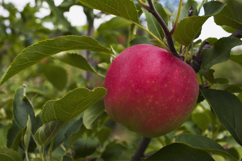 Close up of an apple growing on a tree Rougemont Quebec Canada Canvas Art - David Chapman Design Pics (38 x 24)