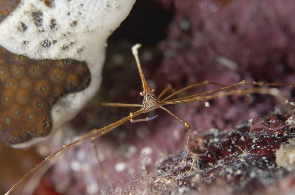 Close-up of an arrow crab eating Grand Cayman Canvas Art - Amanda NichollsStocktrek Images (34 x 23)