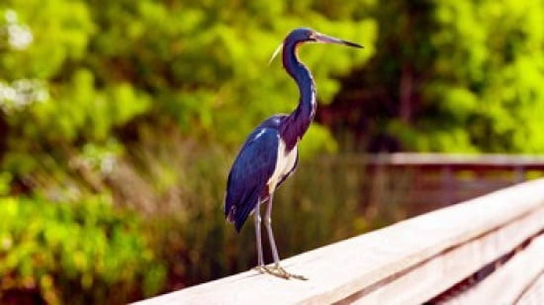Close-up of an blue egret Boynton Beach Florida USA Canvas Art - Panoramic Images (36 x 21)