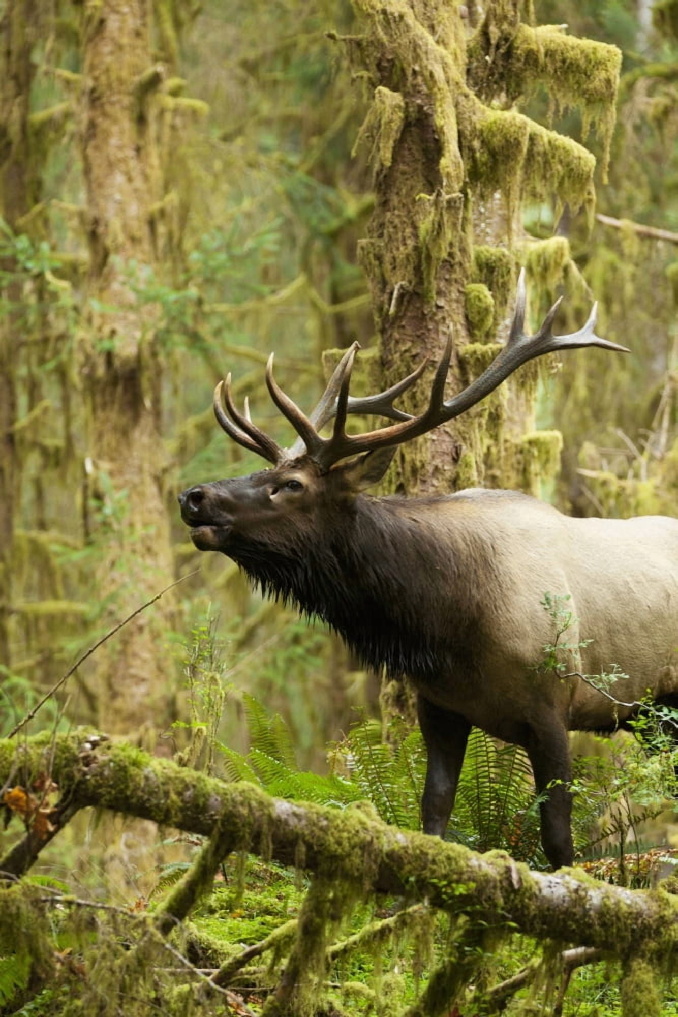Close up of an bull Roosevelt elk bugling in the Hoh rainforest Olympic Peninsula Washington USA Canvas Art - John Mahan Design Pics (12 x 19)