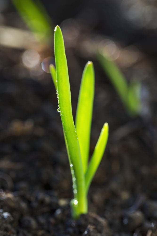 Close up of an early onion plant with water droplets Calgary Alberta Canada Canvas Art - Michael Interisano Design Pics (24 x 38)
