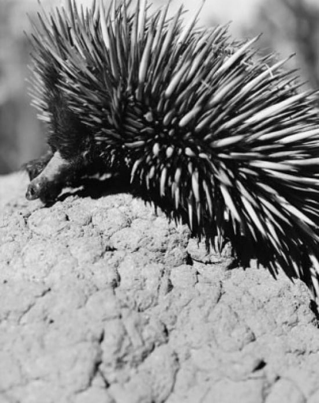 Close-up of an echidna Canvas Art - (18 x 24)