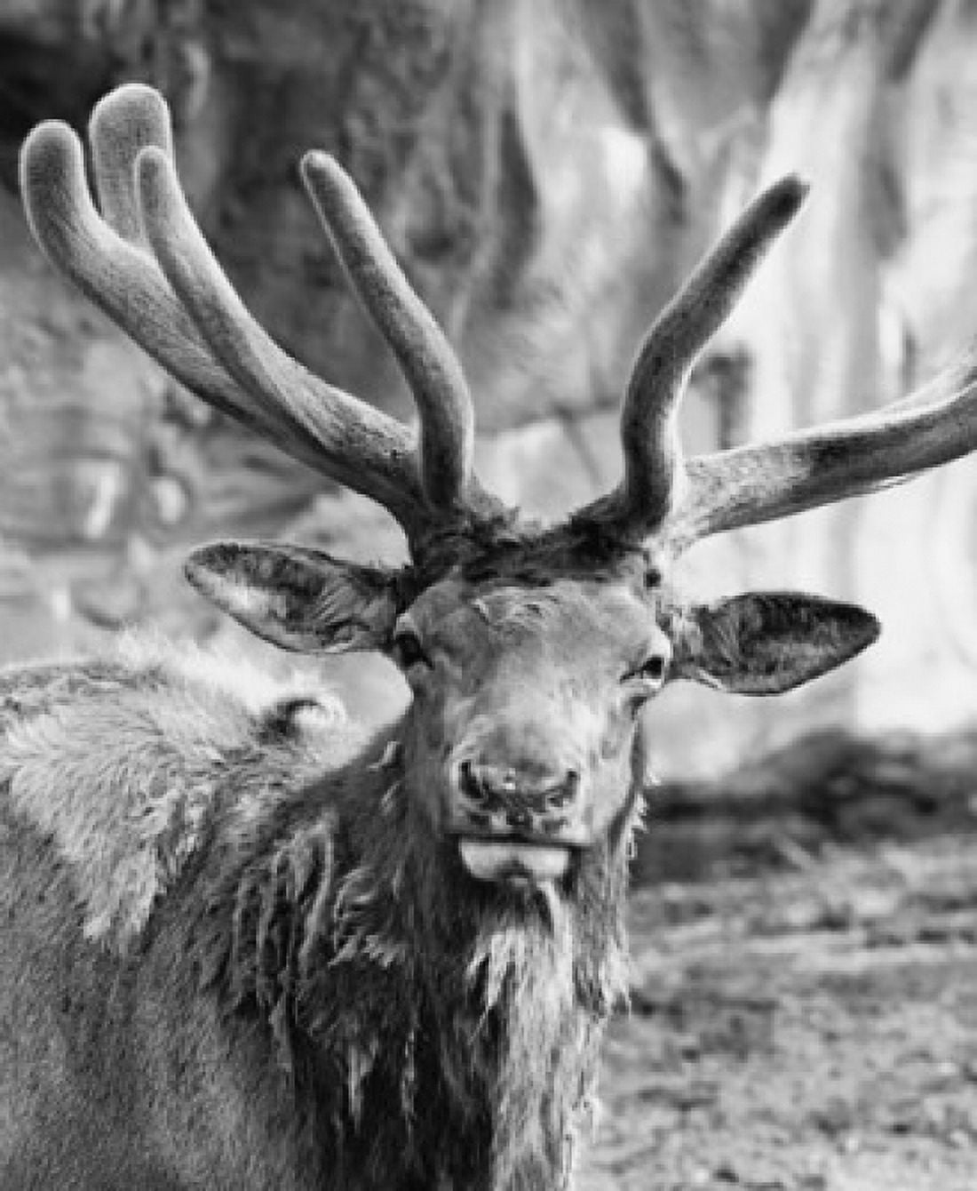 Close-up of an elk Canvas Art - (18 x 24)