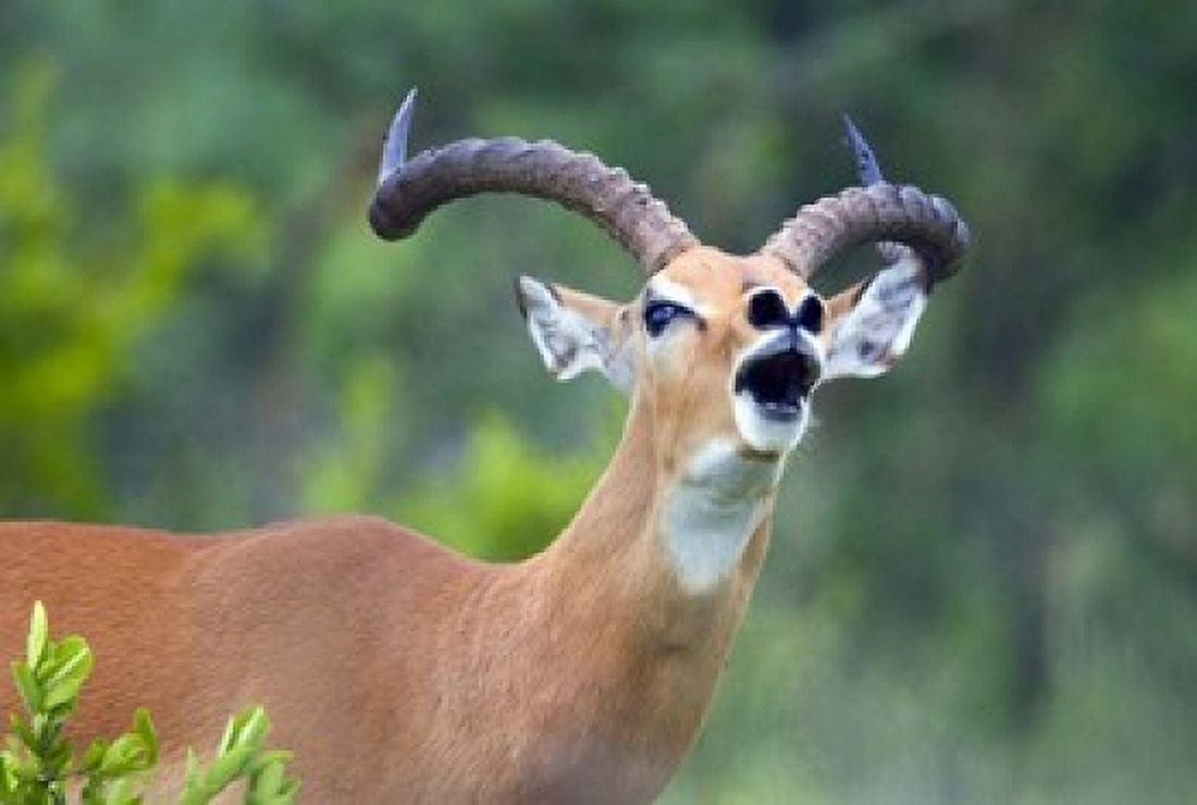 Close-up of an impala (Aepyceros melampus) Canvas Art - Panoramic Images (16 x 11)