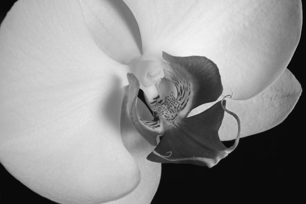 Close up of an orchid Waterloo Quebec Canada Canvas Art - David Chapman Design Pics (19 x 12)