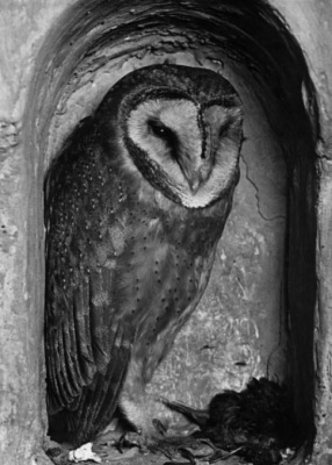 Close-up of an owl in a hole Canvas Art - (24 x 36)