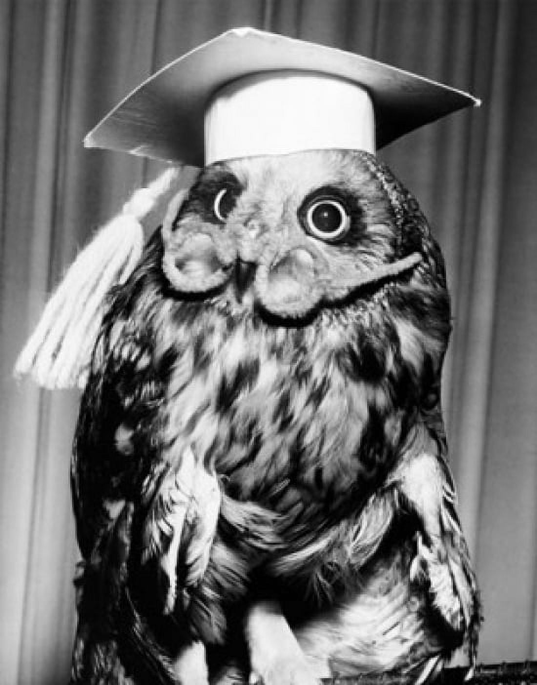 Close-up of an owl wearing a mortar board and eyeglasses Canvas Art - (18 x 24)