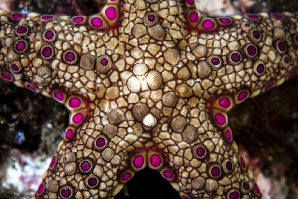 Close-up of an unidentified sea star in Indonesia Canvas Art - Ethan DanielsStocktrek Images (34 x 23)