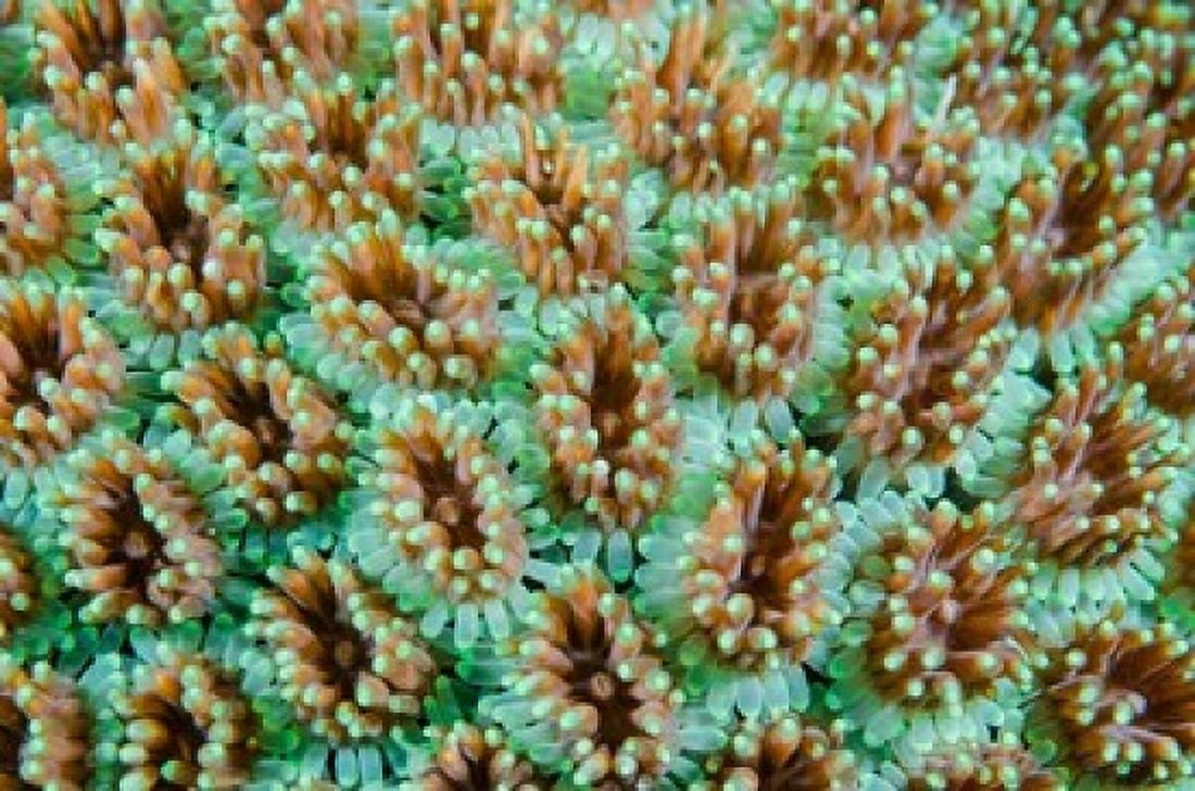Close-up of anemones Canvas Art - Jaynes Gallery DanitaDelimont (26 x 18)