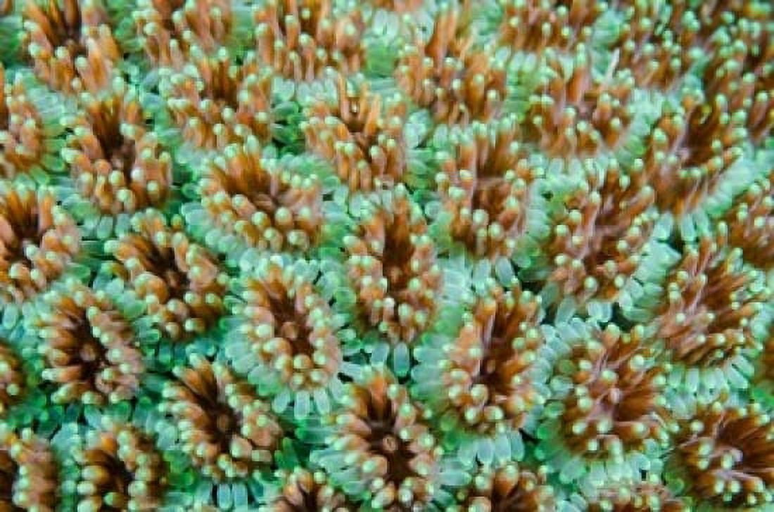 Close-up of anemones Canvas Art - Jaynes Gallery DanitaDelimont (36 x 24)