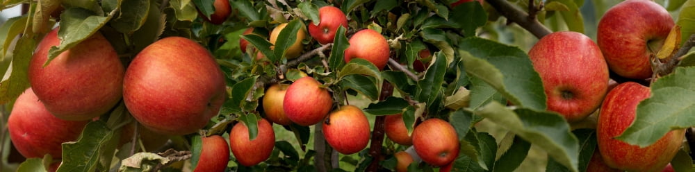 Close-up of apples growing on tree Canvas Art - Panoramic Images (27 x 9)