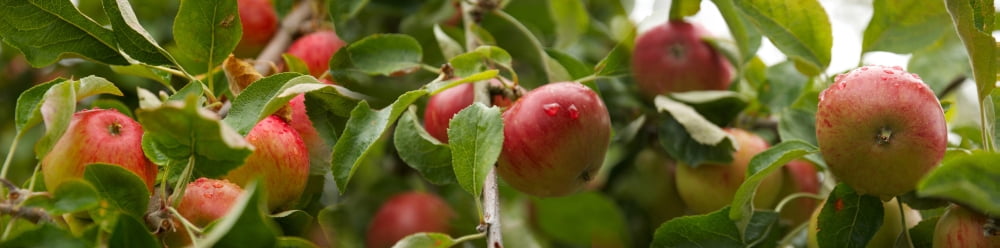 Close-up of apples growing on tree Canvas Art - Panoramic Images (36 x 12)