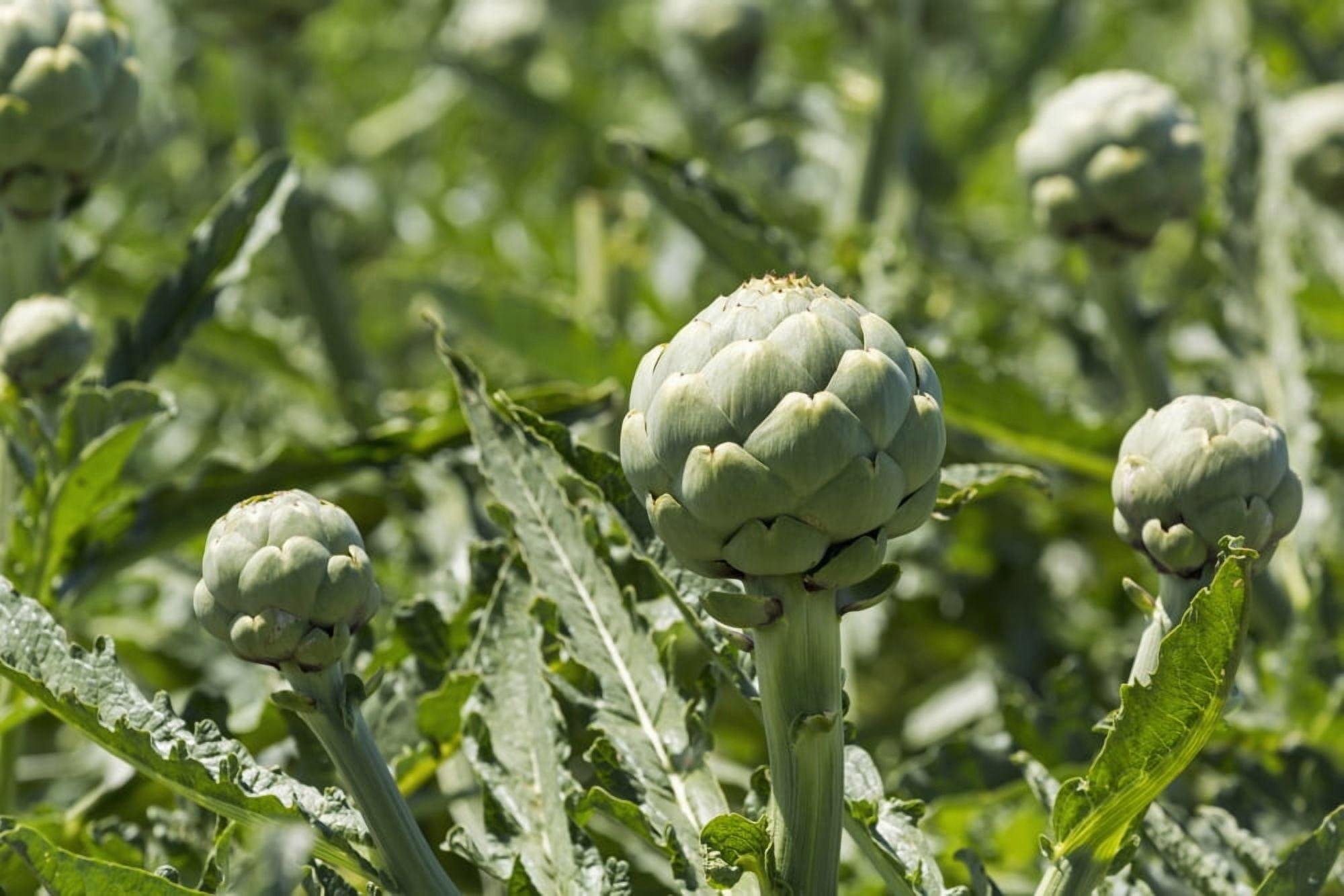 Close up of artichoke heads in field Saint Pol de Leon Brittany France Canvas Art - Michael Interisano Design Pics (19 x 12)