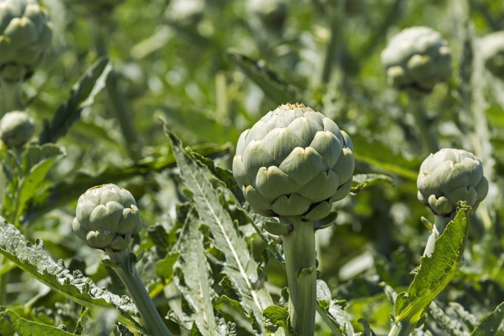 Close up of artichoke heads in field Saint Pol de Leon Brittany France Canvas Art - Michael Interisano Design Pics (38 x 24)