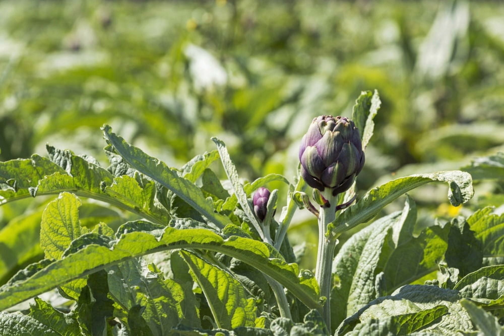 Close up of artichoke heads in field Treguier Brittany France Canvas Art - Michael Interisano Design Pics (19 x 12)