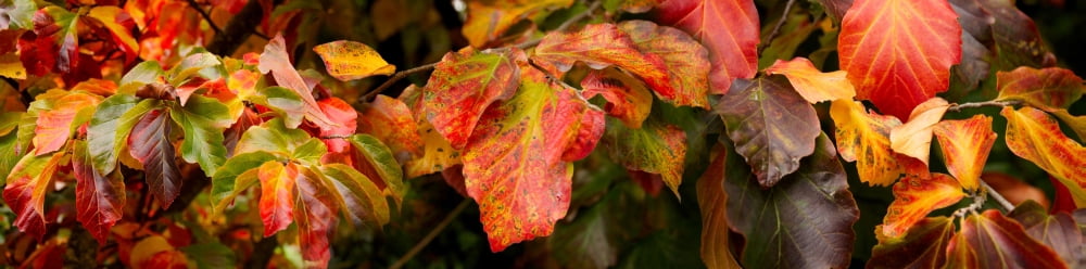Close-up of autumn leaves Canvas Art - Panoramic Images (27 x 9)