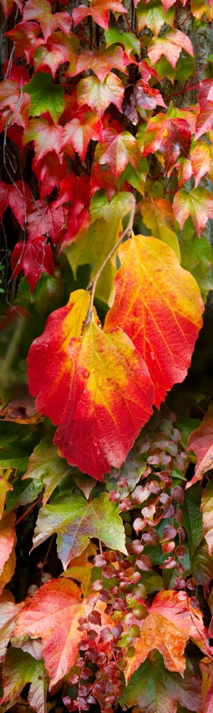 Close-up of autumn leaves Canvas Art - Panoramic Images (36 x 12)