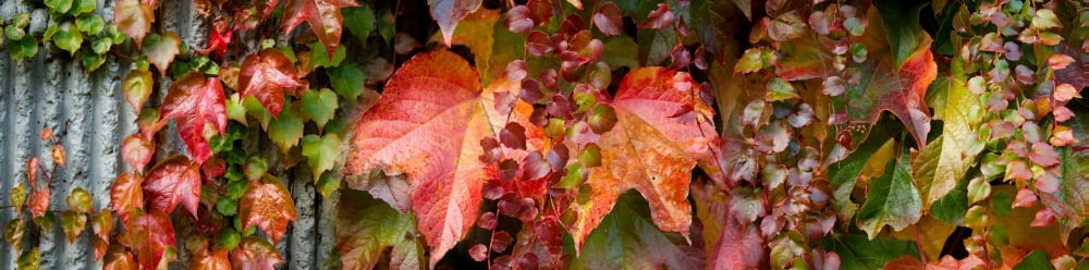 Close-up of autumn leaves Canvas Art - Panoramic Images (36 x 12)