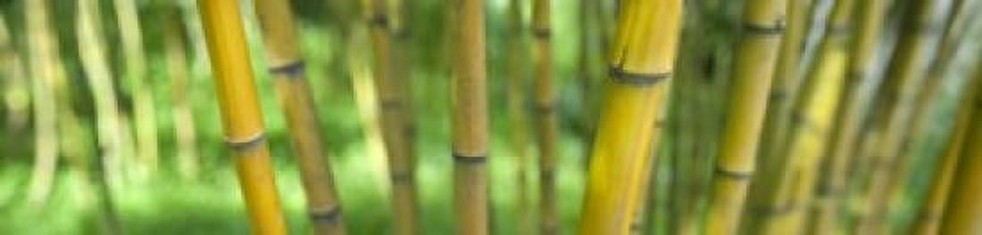 Close-up of bamboo California USA Canvas Art - Panoramic Images (20 x 5)