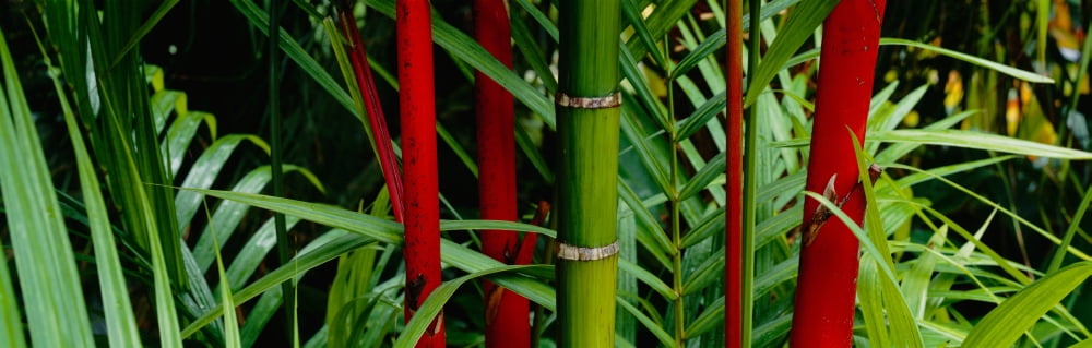 Close-up of bamboo trees Hawaii USA Canvas Art - Panoramic Images (27 x 9)