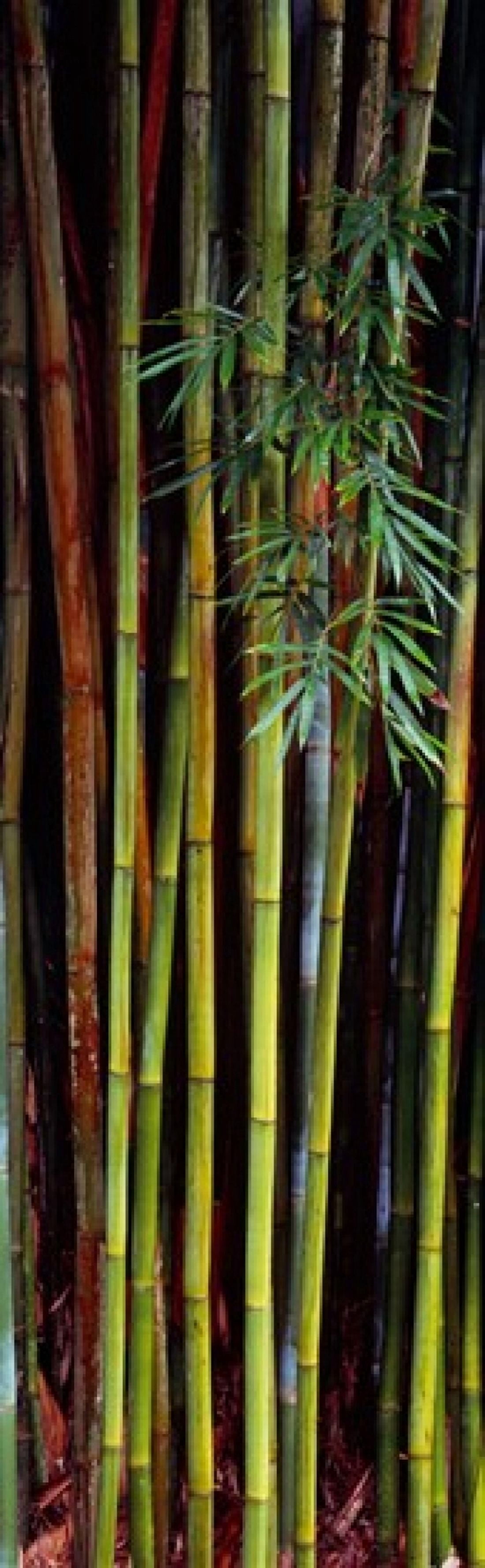 Close-up of bamboos Kanapaha Botanical Gardens Gainesville Florida USA Canvas Art - Panoramic Images (18 x 6)
