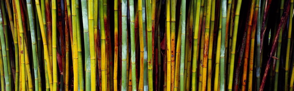 Close-up of bamboos Kanapaha Botanical Gardens Gainesville Florida USA Canvas Art - Panoramic Images (27 x 9)
