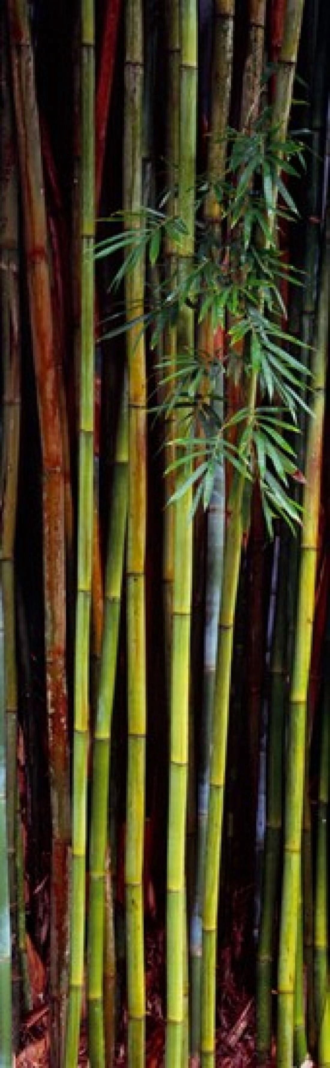 Close-up of bamboos Kanapaha Botanical Gardens Gainesville Florida USA Canvas Art - Panoramic Images (36 x 12)