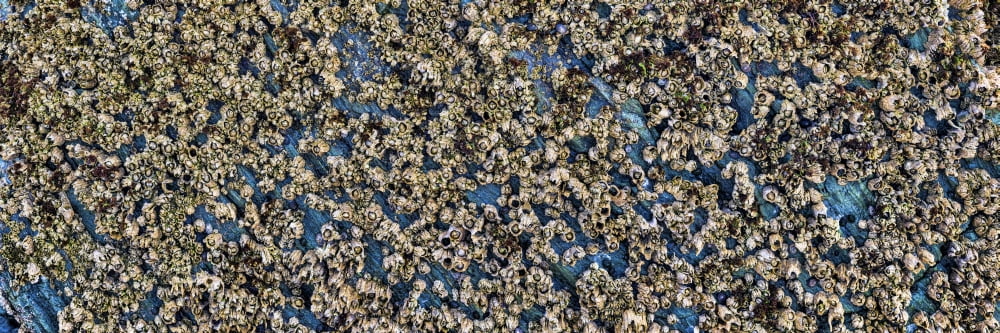 Close-up of barnacles on wall Southeast Alaska Alaska USA Canvas Art - Panoramic Images (36 x 12)