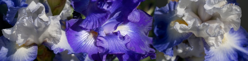 Close-up of bearded iris plant Canvas Art - Panoramic Images (36 x 12)