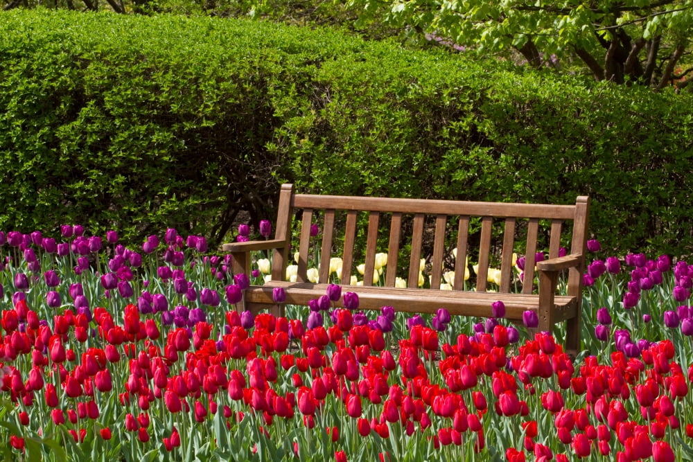 Close-up of bench in bed of Tulips flowers in a garden Cantigny Park Wheaton Illinois USA Canvas Art - Panoramic Images (24 x 36)