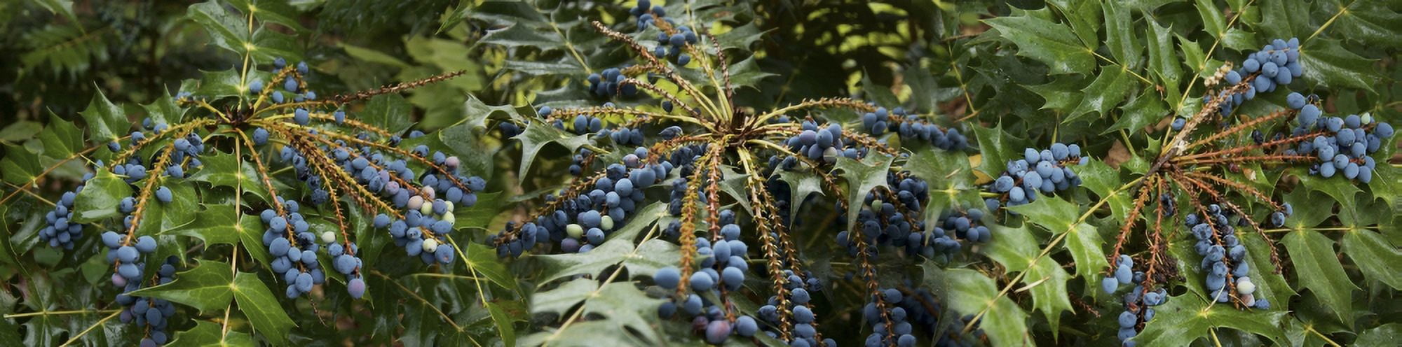 Close-up of berries growing on tree Canvas Art - Panoramic Images (27 x 9)