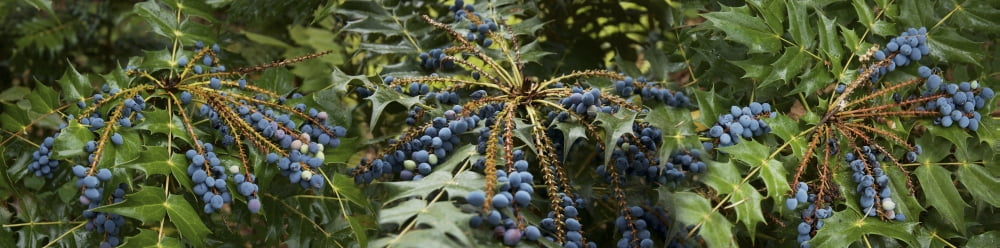 Close-up of berries growing on tree Canvas Art - Panoramic Images (36 x 12)
