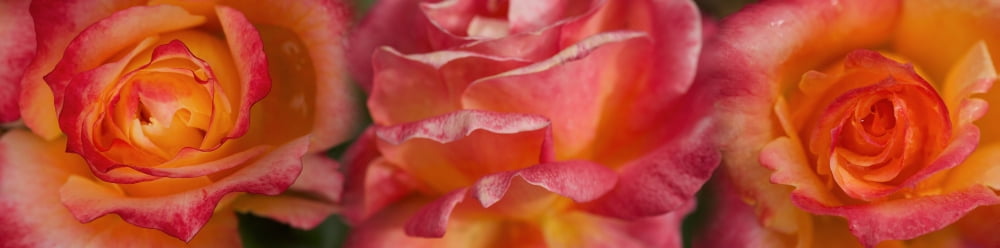 Close-up of bright yellow and orange blooming rose Canvas Art - Panoramic Images (36 x 12)