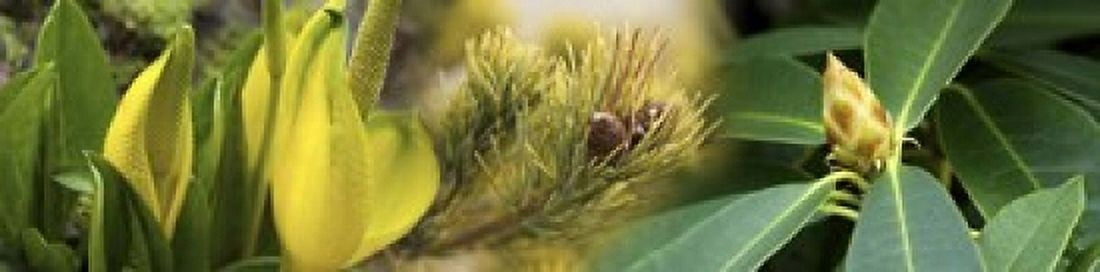 Close-up of buds of pine tree Canvas Art - Panoramic Images (20 x 5)
