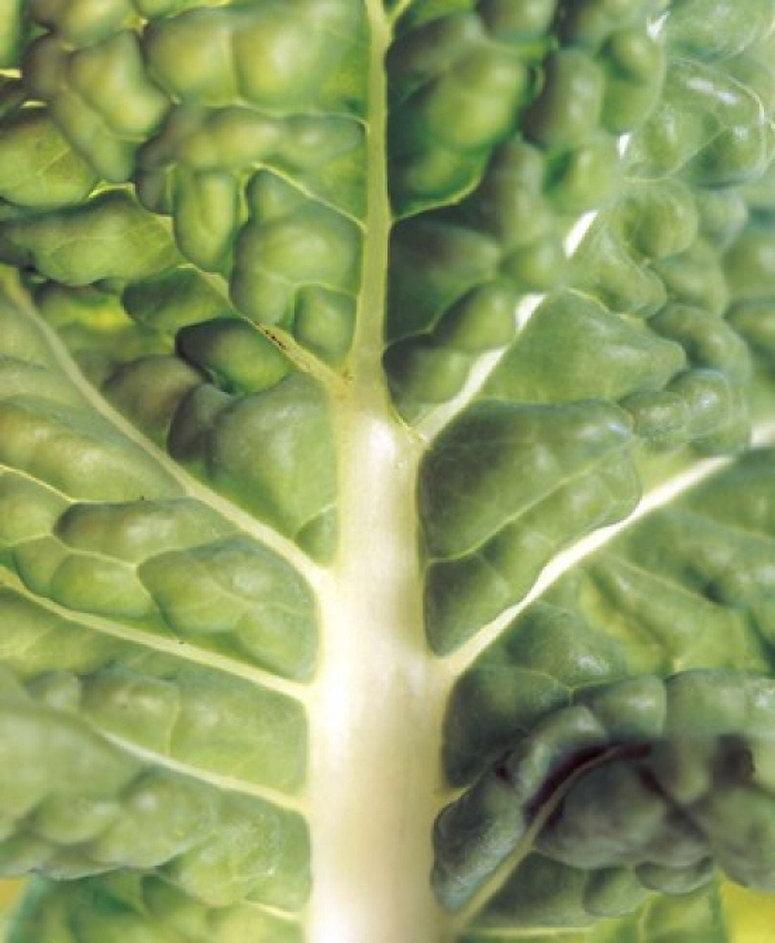 Close up of bumpy vegetable leaf with white stalk Canvas Art - Panoramic Images (14 x 16)