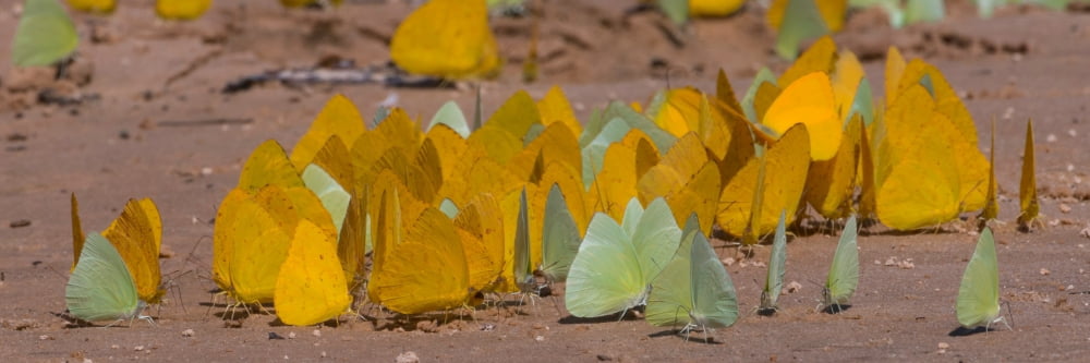 Close-up of butterflies at riverbank Cuiaba River Pantanal Wetlands Brazil Canvas Art - Panoramic Images (12 x 36)