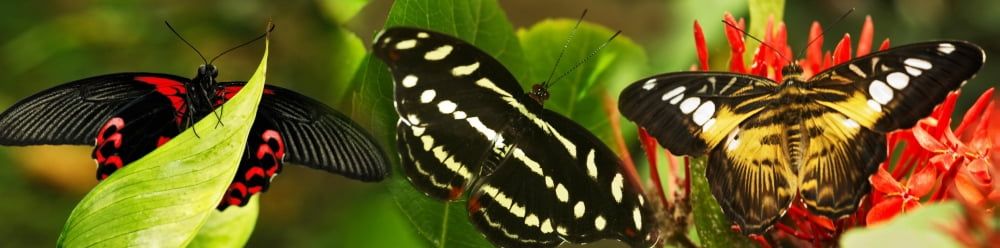 Close-up of butterflies perching on plants Canvas Art - Panoramic Images (36 x 12)