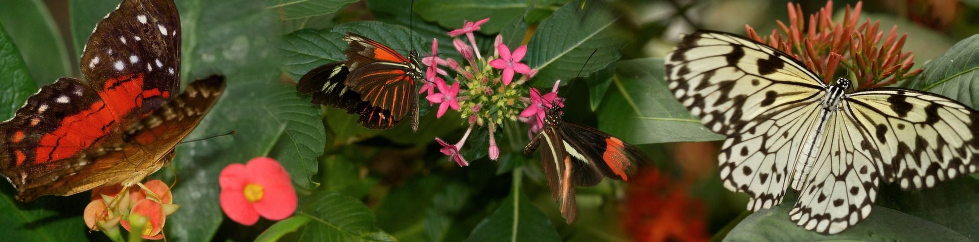 Close-up of butterflies pollinating flowers Canvas Art - Panoramic Images (27 x 9)