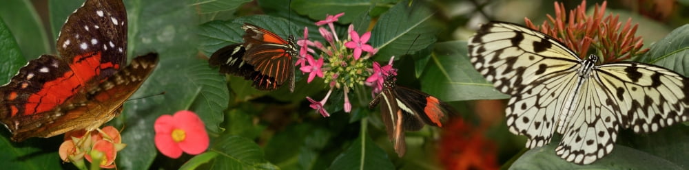 Close-up of butterflies pollinating flowers Canvas Art - Panoramic Images (36 x 12)