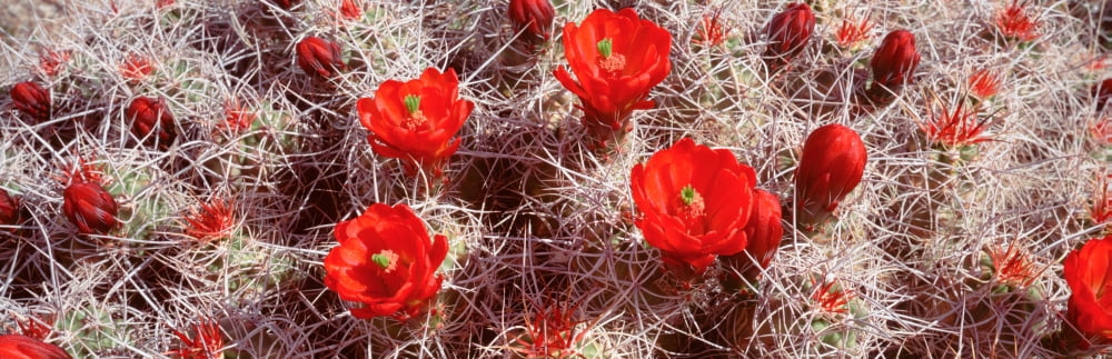Close-up of cactus flowers Joshua Tree National Monument California USA Canvas Art - Panoramic Images (36 x 12)
