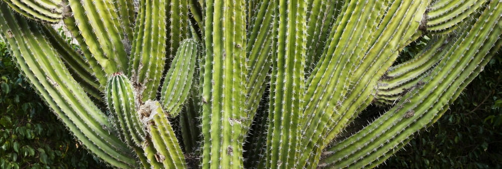 Close-up of cactus plant Cabo Pulmo Baja California Sur Mexico Canvas Art - Panoramic Images (27 x 9)