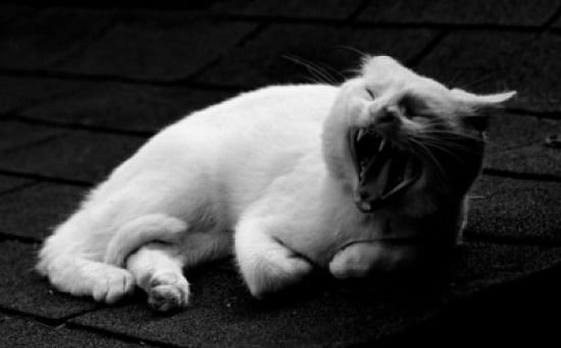 Close up of cat yawning Canvas Art - (18 x 24)