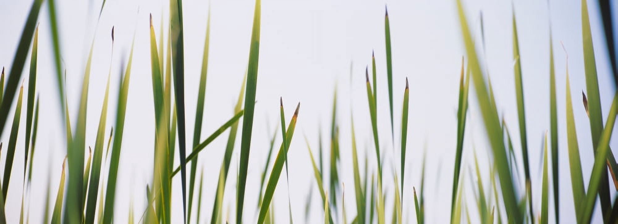 Close-up of cattail grass (Typha latifolia) Canvas Art - Panoramic Images (27 x 9)
