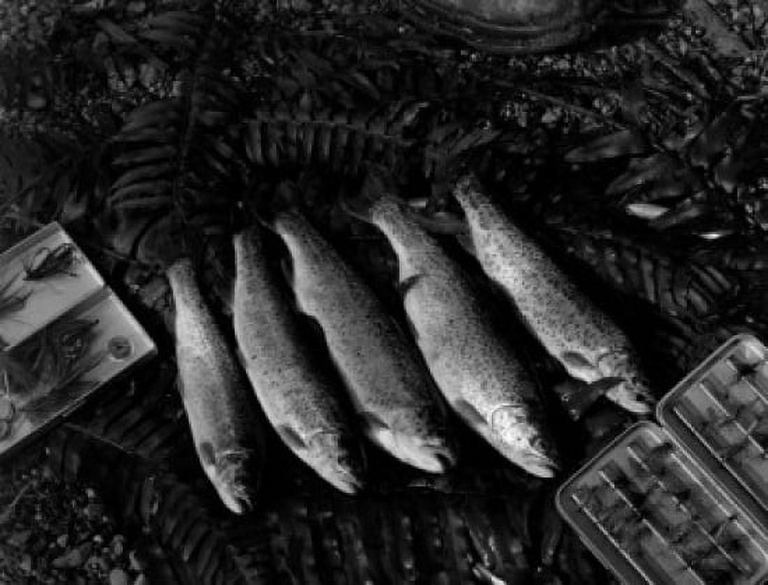 Close up of caught rainbow trouts Canvas Art - (24 x 36)