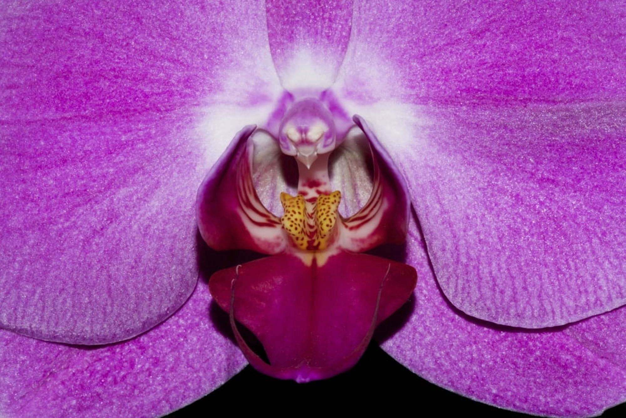 Close up of centre of purple phalaenopsis orchid Hong Kong China Canvas Art - Nick Dale Design Pics (19 x 12)
