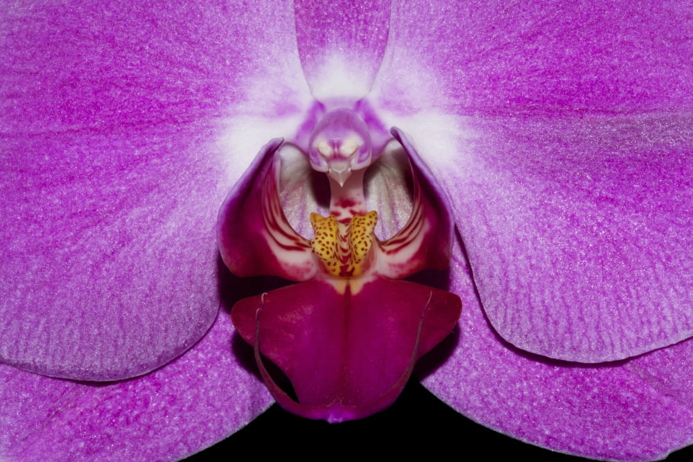 Close up of centre of purple phalaenopsis orchid Hong Kong China Canvas Art - Nick Dale Design Pics (38 x 24)
