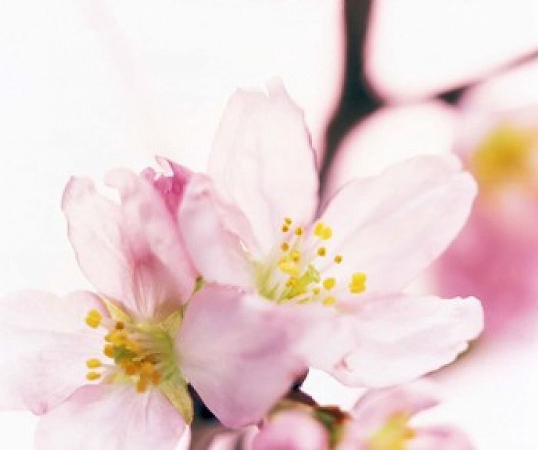 Close up of cherry blossom Canvas Art - Panoramic Images (16 x 14)